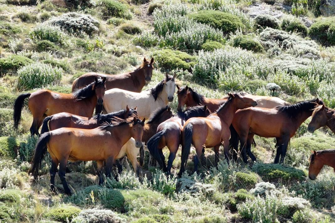 Konya Ovası’na bakan zirvede yılkı atlarıyla büyüleyici manzara 8